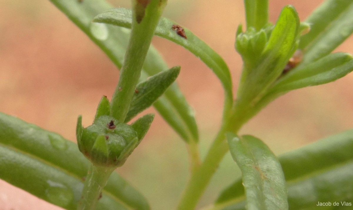 Heliotropium zeylanicum (Burm.f.) Lam.